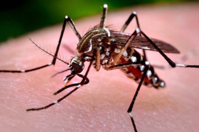 Paraná inicia novo ciclo de monitoramento da dengue