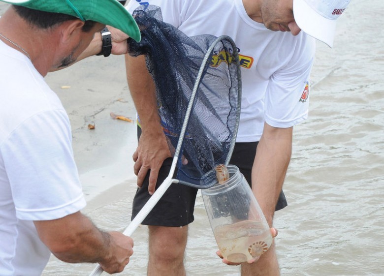 De 22 de dezembro até 03 de janeiro foram registrados 318 acidentes com águas-vivas. No mesmo período da temporada passada já havia cerca de 5 mil casos