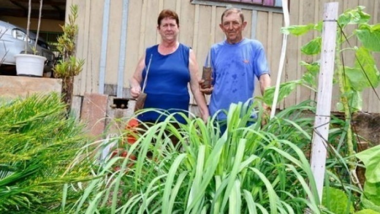 Repelente natural contra o mosquito da dengue é cultivado e doado no Paraná