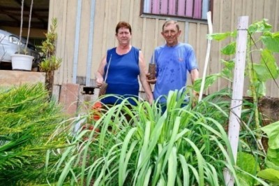 Repelente natural contra o mosquito da dengue é cultivado e doado no Paraná