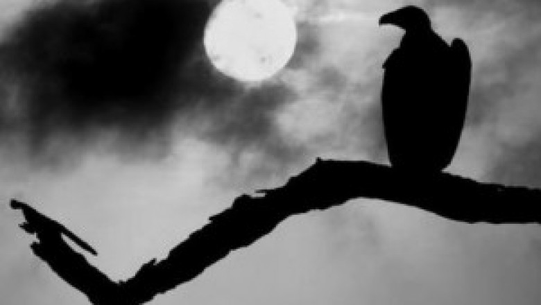 O repórter midiático e os abutres