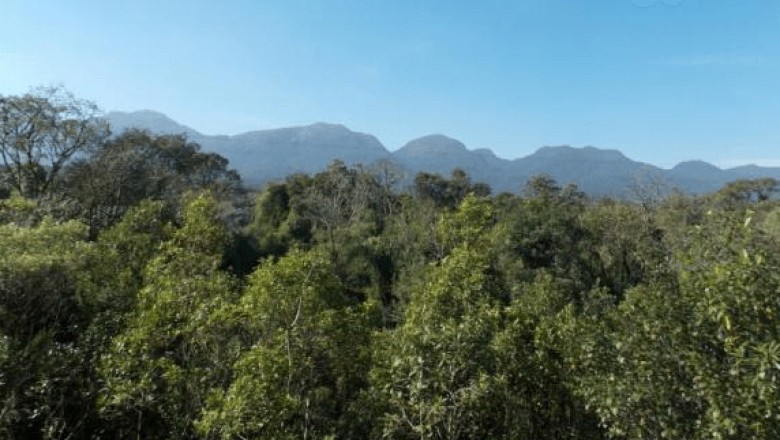 Desmatamento da Mata Atlântica cresce 74% no Paraná