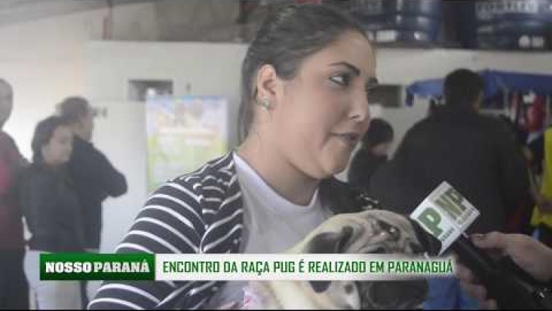 Primeiro encontro da raça Pug em Paranaguá