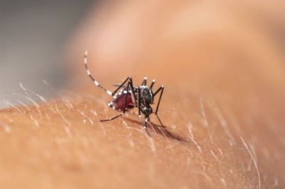 Ceará vive epidemia de Chikungunya com quase 60 mil casos confirmados