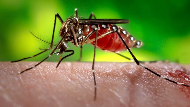 Fiocruz descobre que pernilongo pode transmitir zika