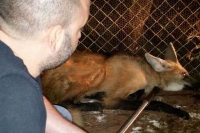 Polícia Ambiental captura Lobo-Guará em Wenceslau Braz