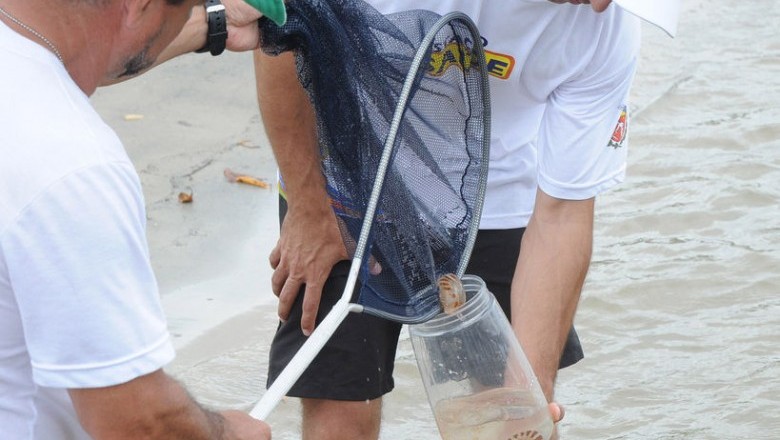 Cai número de acidentes com águas-vivas nas praias do Paraná 