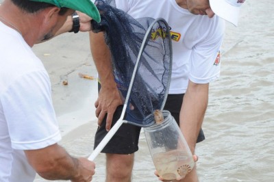 Cai número de acidentes com águas-vivas nas praias do Paraná 