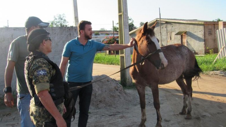 Semma realiza ação de recolhimento de cavalos soltos
