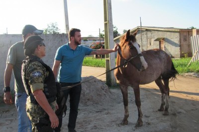 Semma realiza ação de recolhimento de cavalos soltos