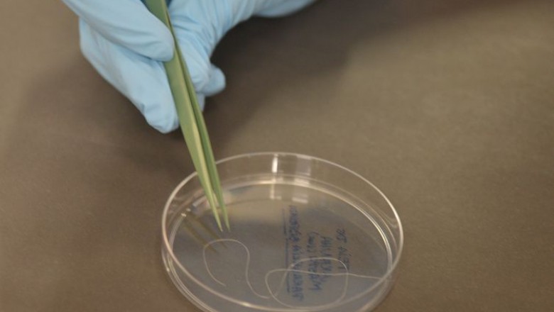 Veja o que Bolsonaro e Haddad propõem para ciência e tecnologia