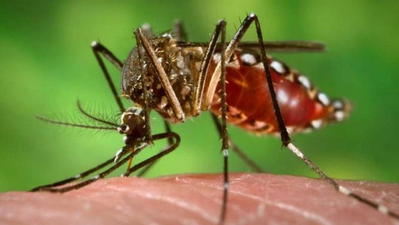 Confirmada primeira morte por febre amarela no Paran&aacute;