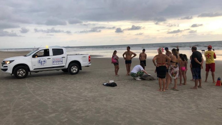 Tartaruga em perigo de extin&ccedil;&atilde;o &eacute; encontrada morta no Litoral do Paran&aacute;