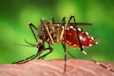 Oito municípios estão em epidemia de dengue no Paraná
