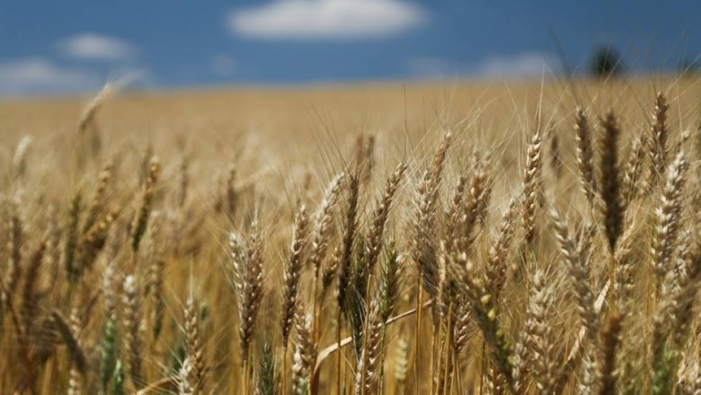 Safra paranaense de grãos deve chegar a 37 milhões de toneladas