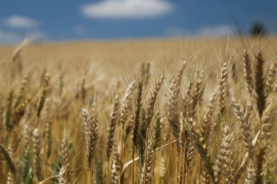 Safra paranaense de grãos deve chegar a 37 milhões de toneladas