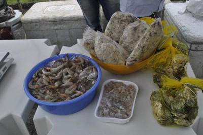 PARANAGUÁ: 22.ª Feira de Peixes de Cultivo acontece nos dias 18 e 19 de abril