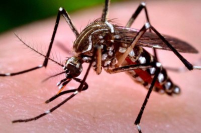 Paraná registra mais três óbitos por dengue, no Noroeste e Norte