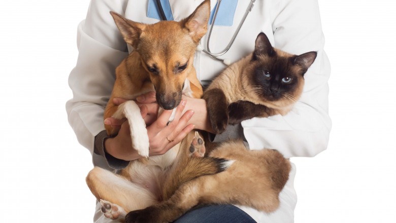 Iniciada castração de cães e gatos gratuita em Paranaguá