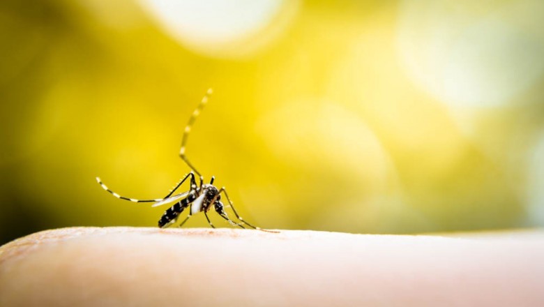 Saúde confirma mais casos de mortes por dengue no Paraná
