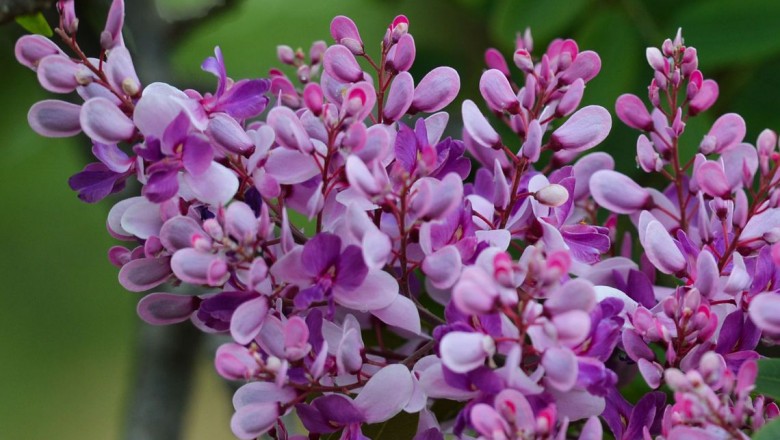 Primavera começa hoje, mas chuvas devem se fixar apenas em outubro