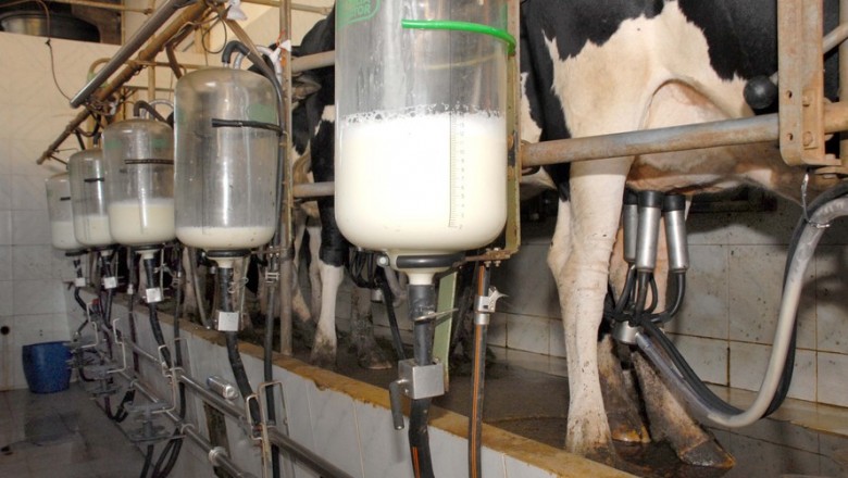 Paraná é o segundo maior produtor de leite do Brasil, confirma IBGE