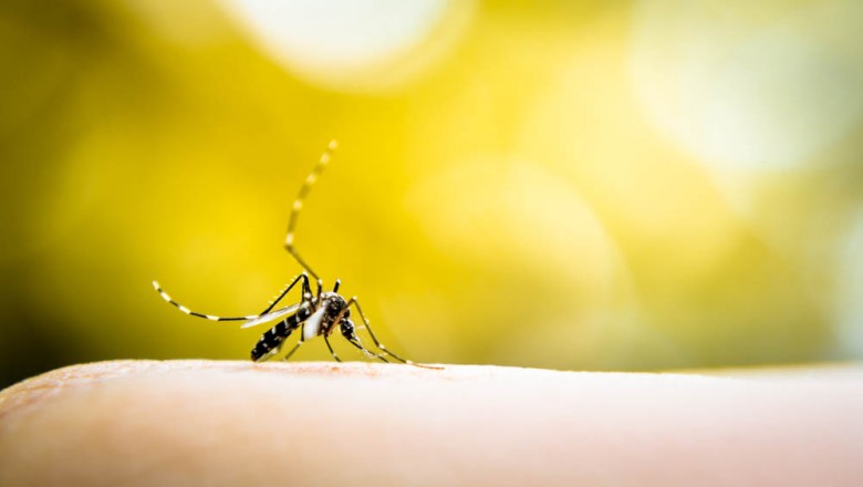 Paraná registra 104 novos casos de dengue em uma semana