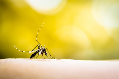 Paraná registra 104 novos casos de dengue em uma semana