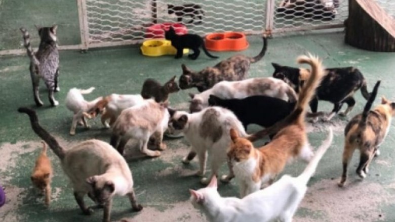 Departamento Veterinário de Paranaguá está com grande número de animais resgatados