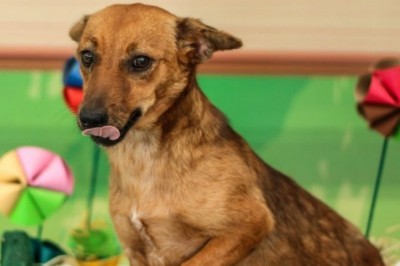 Casos de abandono de animais preocupam Departamento Veterinário em Paranaguá 