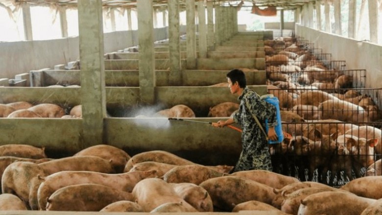 Pesquisadores da China descobrem nova gripe suína com 'potencial pandêmico'