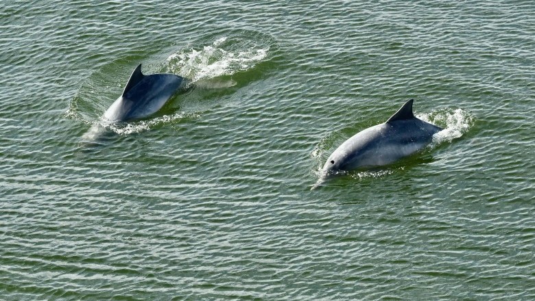 Portos do Paran&aacute; lan&ccedil;a cartilha de prote&ccedil;&atilde;o ao boto-cinza
