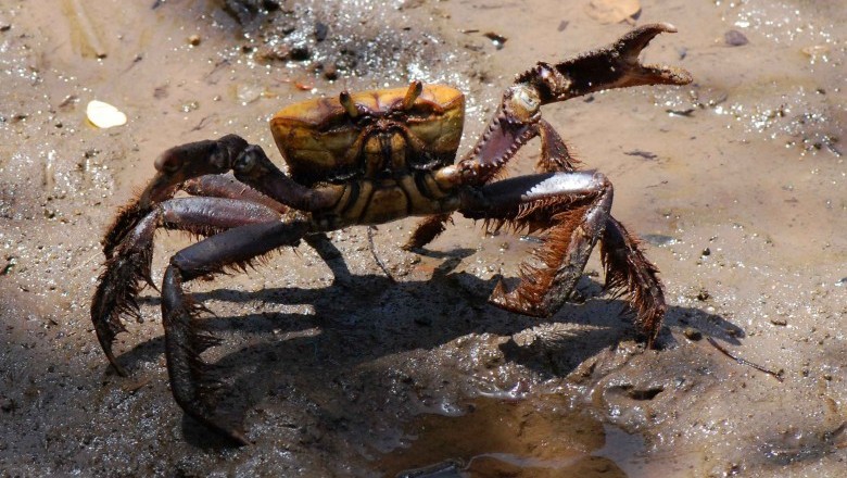 Captura de caranguejo é proibida até o dia 30 de novembro no Paraná