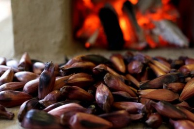 Venda do pinhão é liberada a partir desta quinta-feira