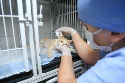 Projeto apoiado pelo Estado fará castração de cães e gatos das ilhas do Paraná