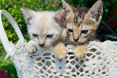 Feira de adoção de animais acontece dia 19 em Paranaguá