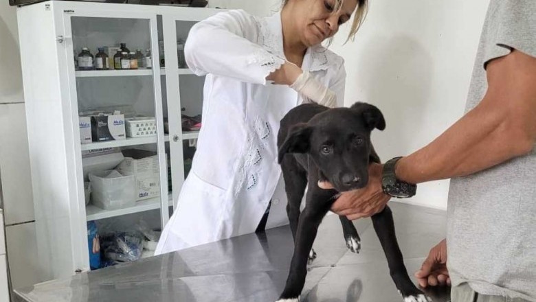 Conheça os serviços da Secretaria Municipal de Meio Ambiente de Paranaguá para proteção e bem-estar animal
