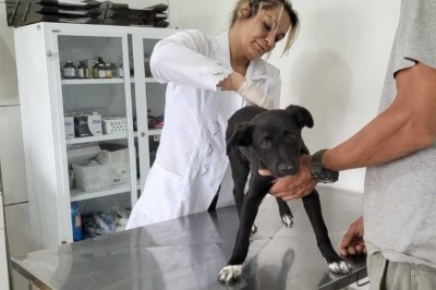 Conheça os serviços da Secretaria Municipal de Meio Ambiente de Paranaguá para proteção e bem-estar animal