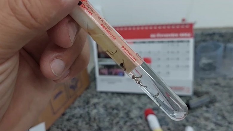 Paranaguá tem análise detalhada sobre a presença do Aedes aegypti na cidade