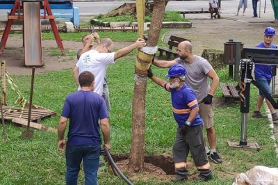 Árvores nativas adultas são plantadas em praças de Paranaguá