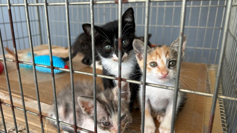 Prefeitura de Paranaguá realiza Feira de Adoção e Mutirão de Castração